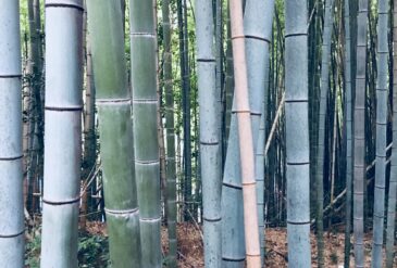 Grounding: the gateway to balance, calm and connection in pregnancy, the postnatal year and beyond (and for the changing season)